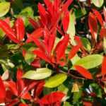 9 Shrubs for Beginners' Hedges