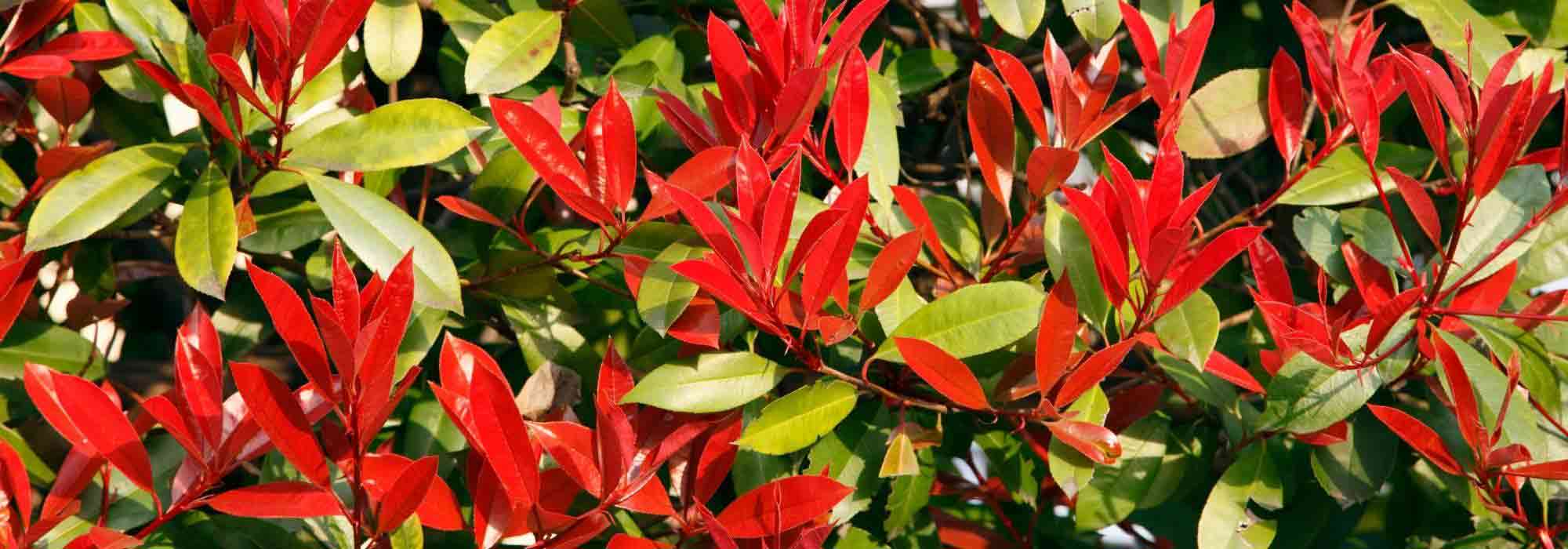 9 Shrubs for Beginners' Hedges