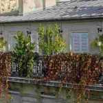 5 shrubs to grow on a windy balcony