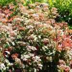 8 shrubs to create a privacy hedge