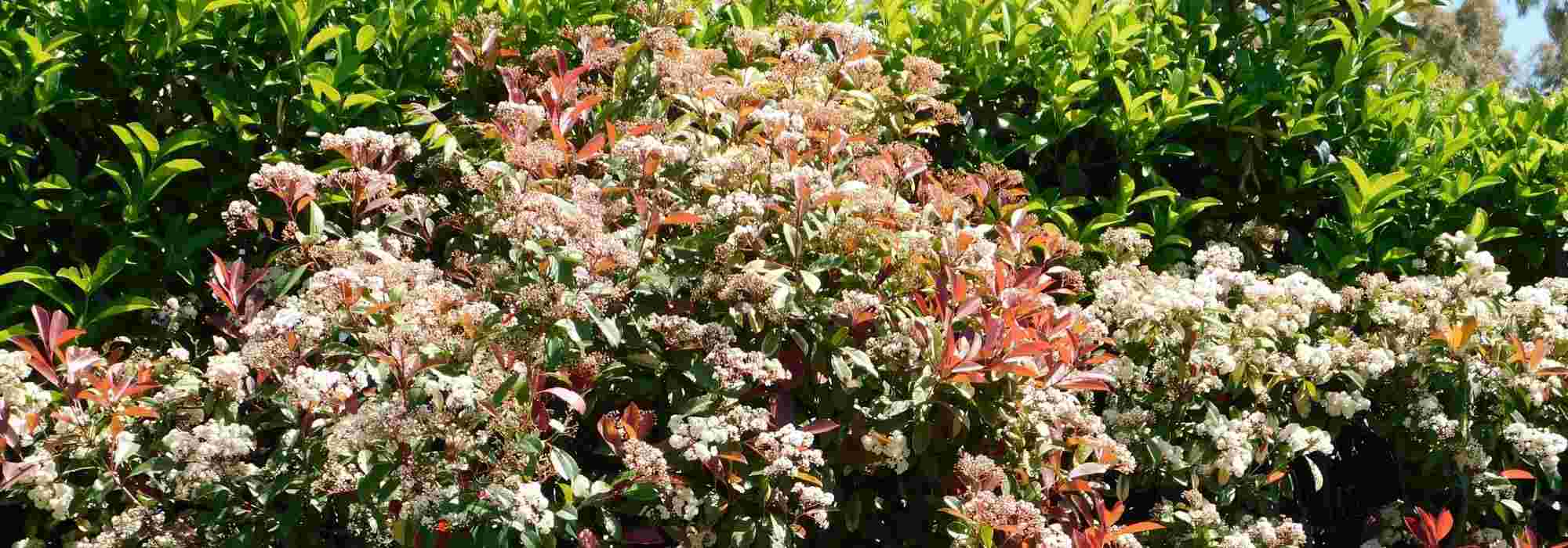 8 shrubs to create a privacy hedge