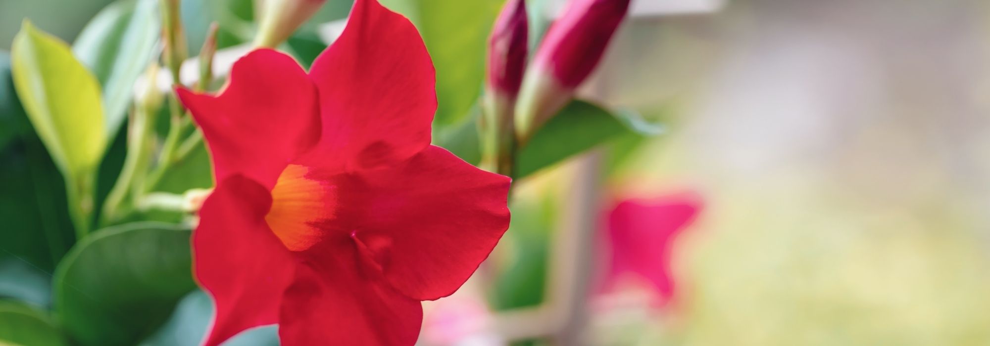 How to pair Dipladenia?