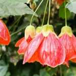 Pairing ideas with Abutilon