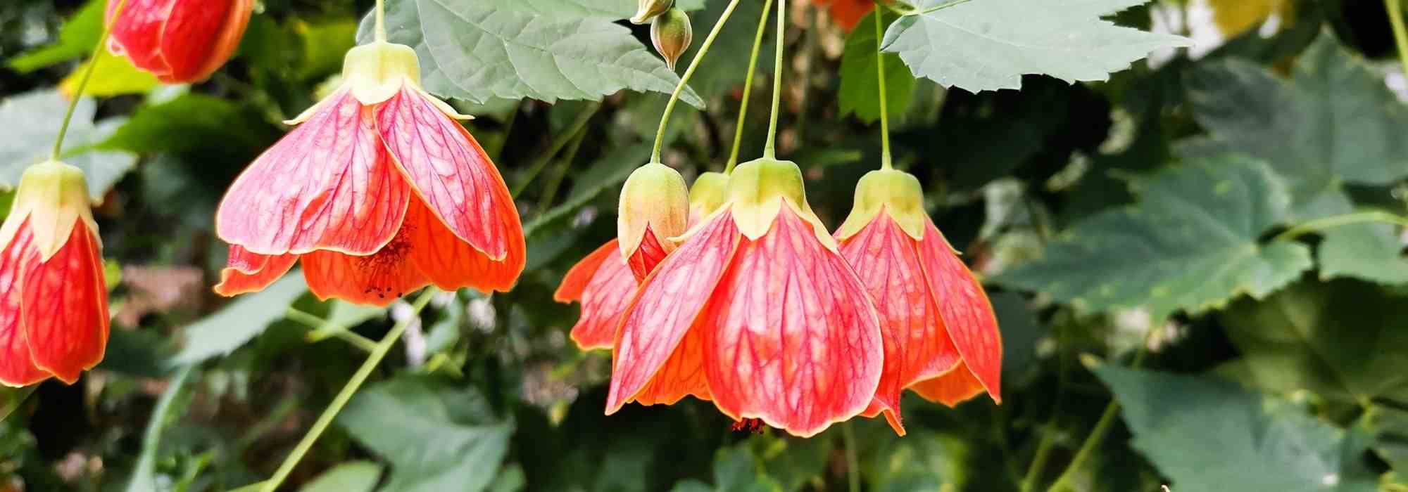 Pairing ideas with Abutilon