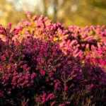 Pairing winter heathers