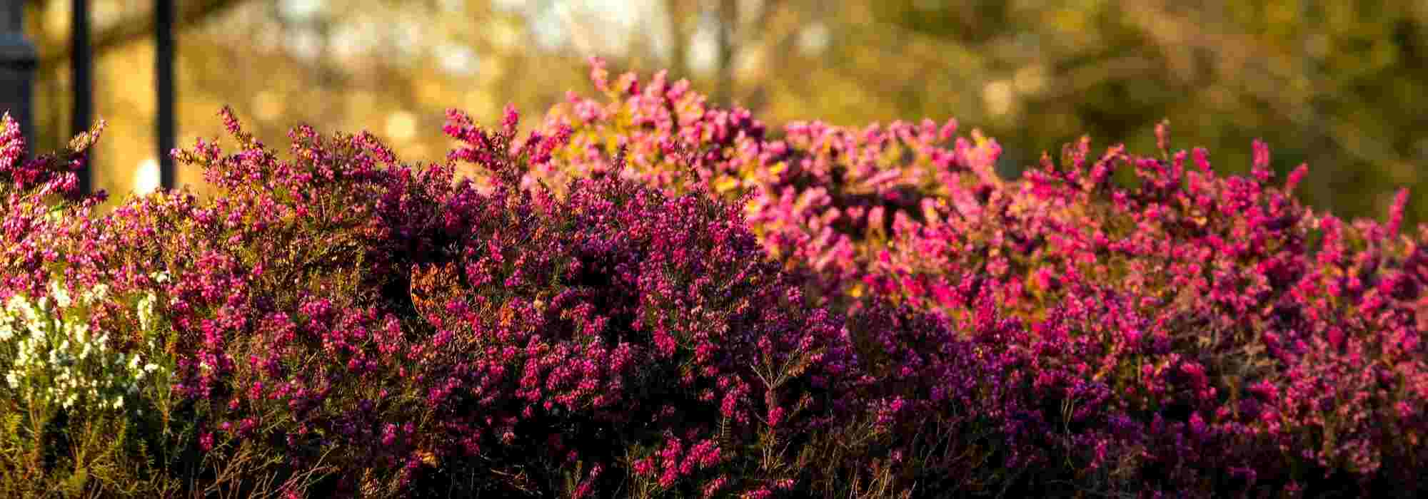 Pairing winter heathers