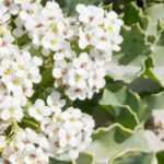 Pairing ideas with Crambe