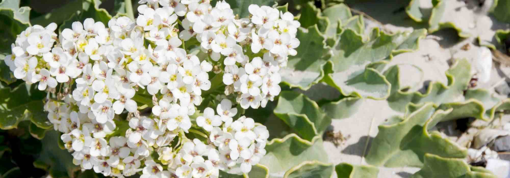 Pairing ideas with Crambe