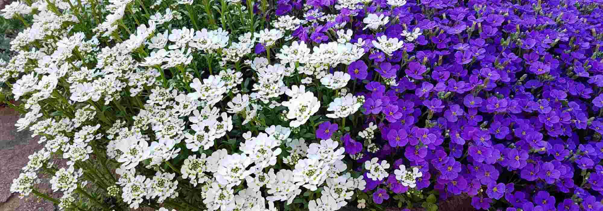 Pairing ideas with Iberis