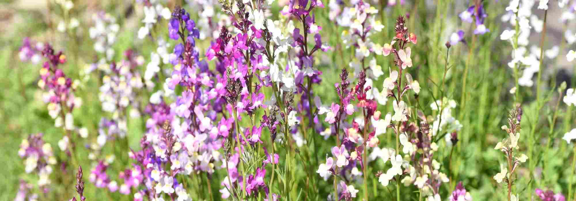 5 ideas for pairing lavender