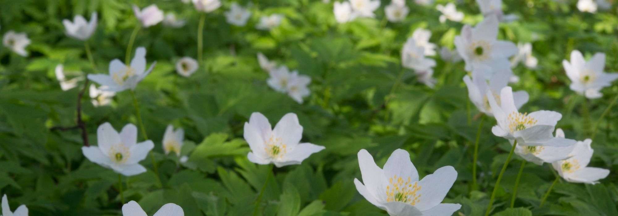 Pairing ideas with wood anemones