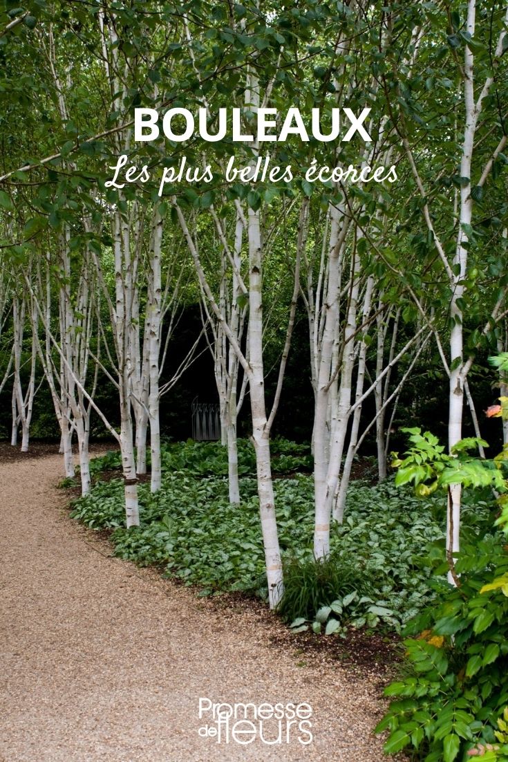 birch with the most beautiful barks