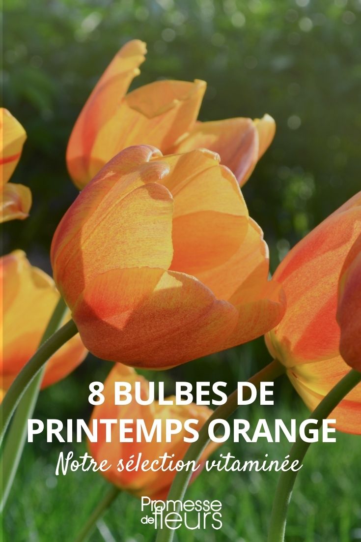 spring bulb orange
