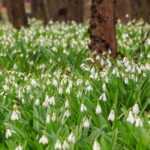7 spring bulbs with white flowers