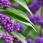 Callicarpa: 5 pairing ideas