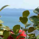 6 camellias for a coastal hedge