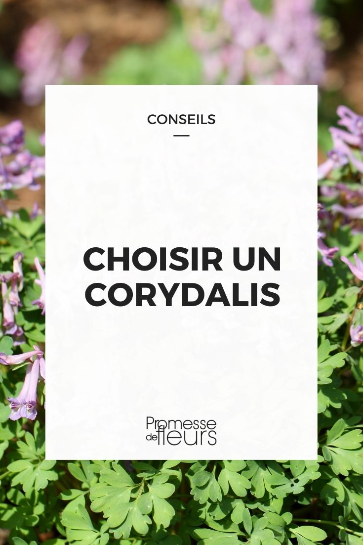 Choose Corydalis