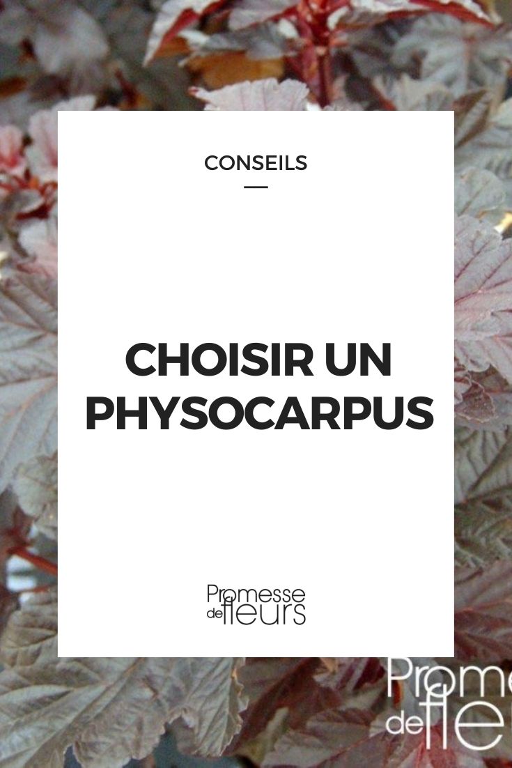 Choosing a Physocarpus