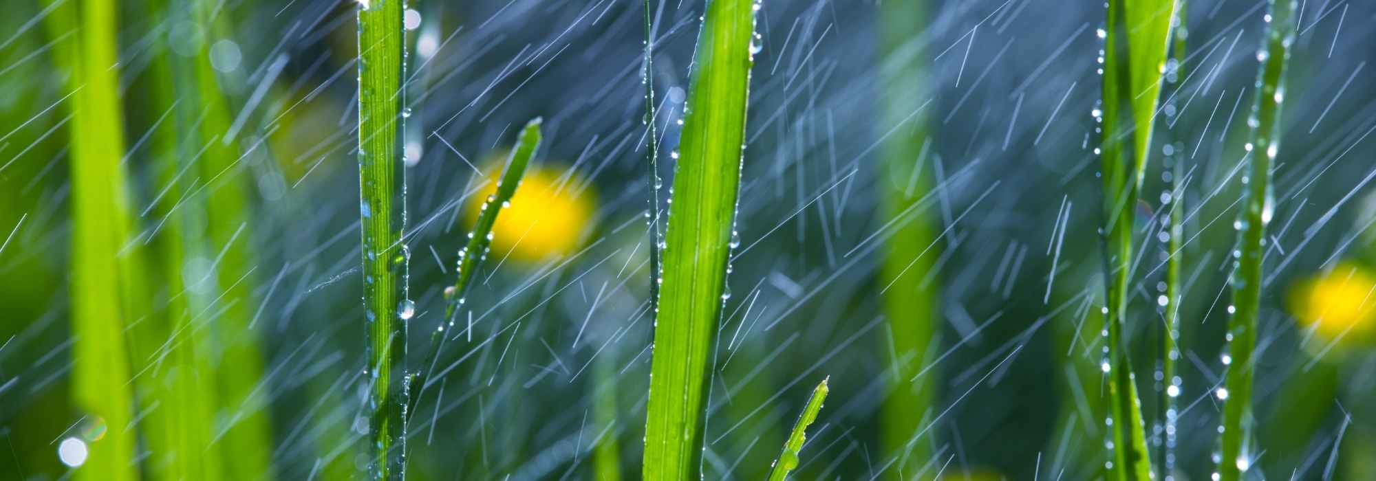 Heavy rain in the garden: how to manage?