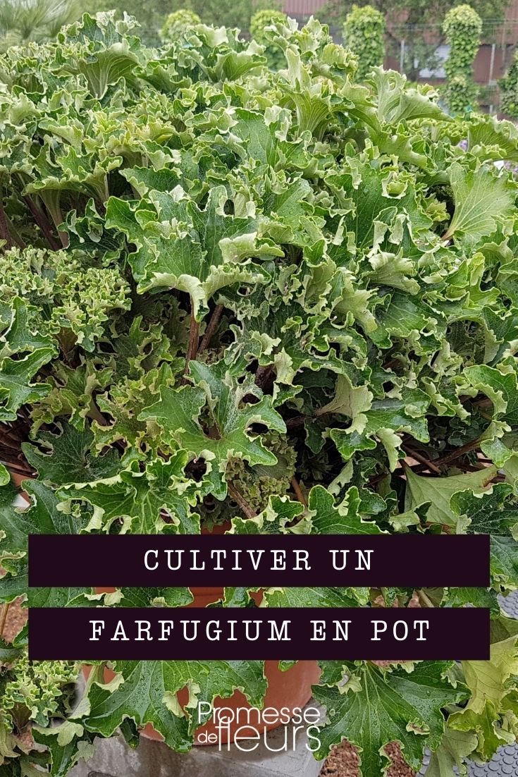 Growing Farfugium in Containers