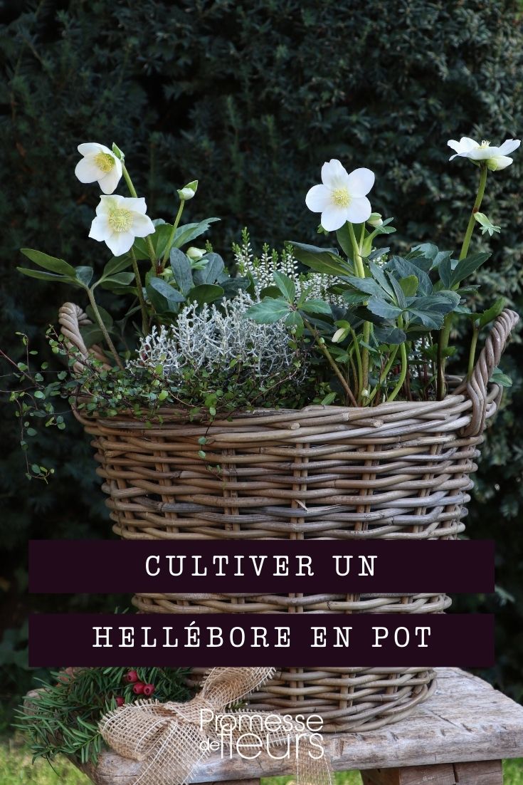 Growing Hellebores in Pots