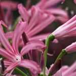 How to grow Nerines in pots?