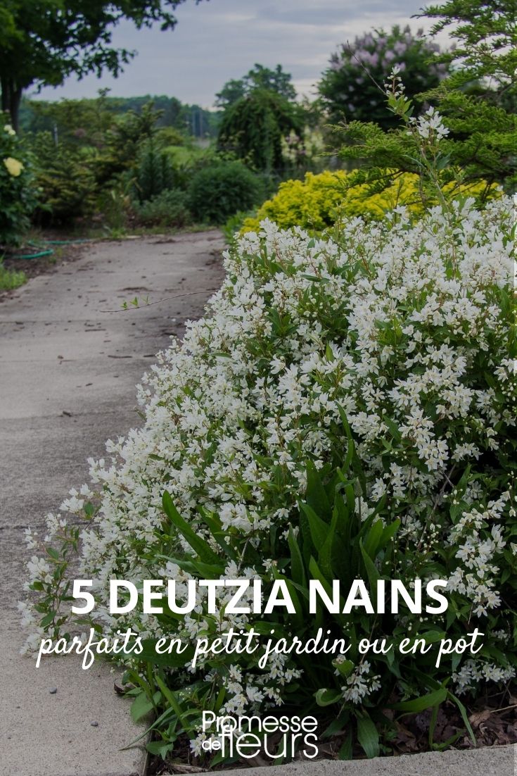Dwarf Deutzia for Small Gardens or Pots