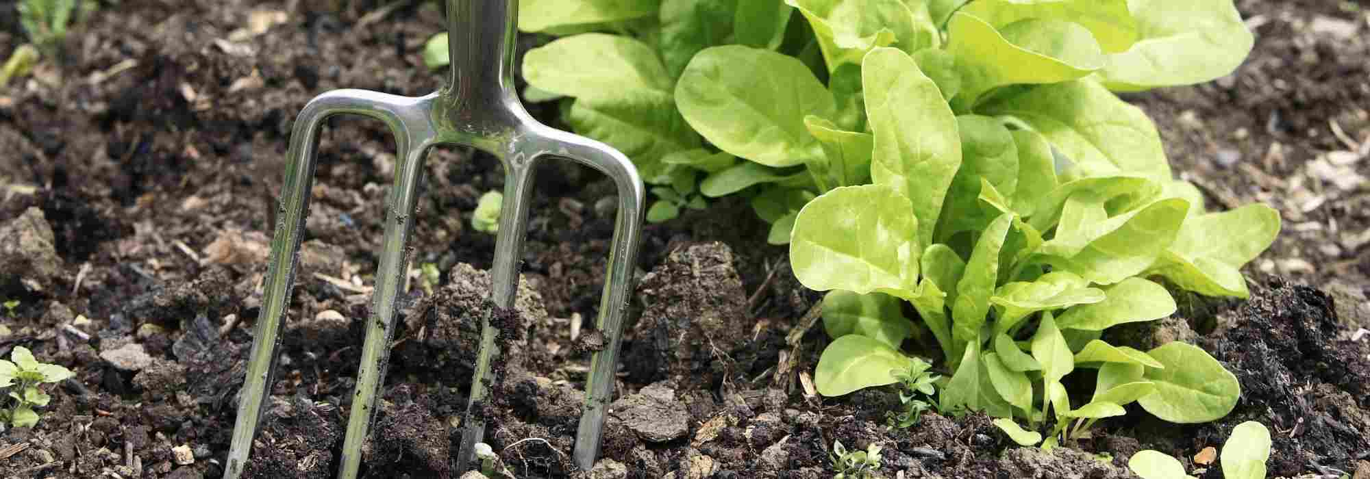 What is a forked spade or digging fork used for?