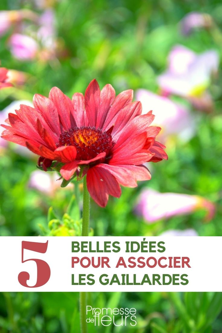 blanket flower-companion