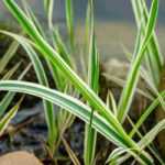 7 grasses for wet soil