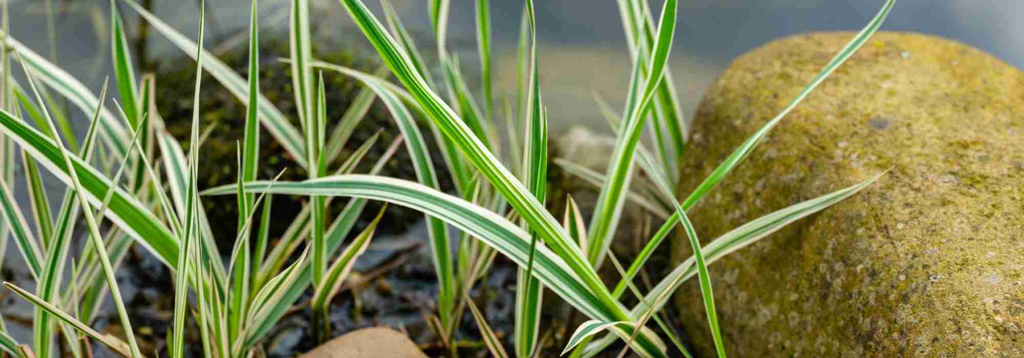 7 grasses for wet soil