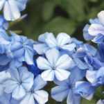 8 climbing flowers you must have in your garden
