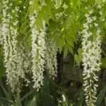 6 climbing plants with white flowers