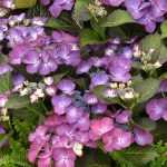 7 purple flowering shrubs