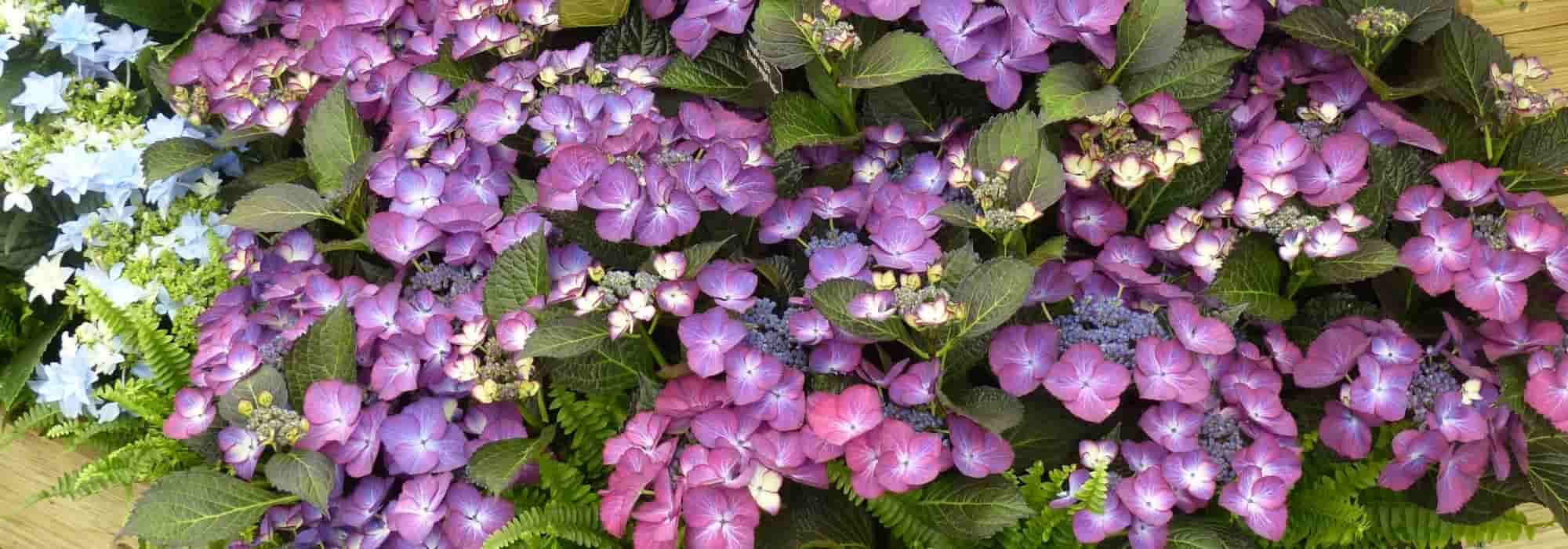 7 purple flowering shrubs