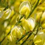 7 yellow flowering shrubs