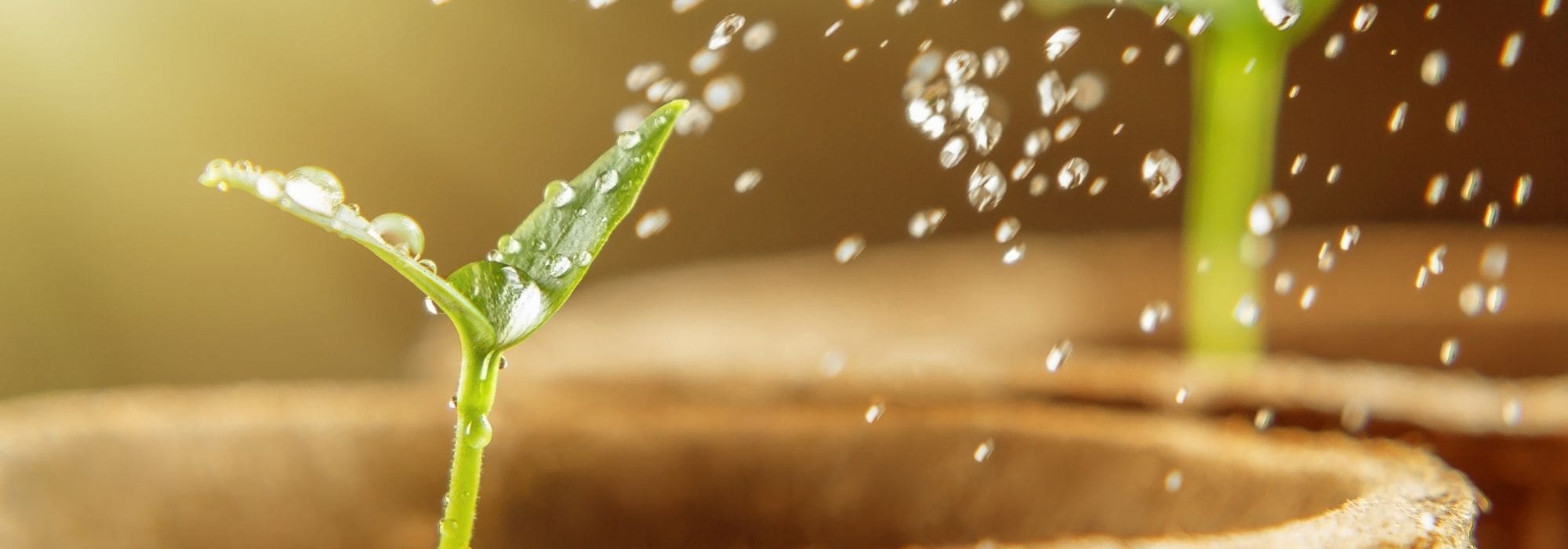 Successfully Watering Sowing: Beginner's Guide