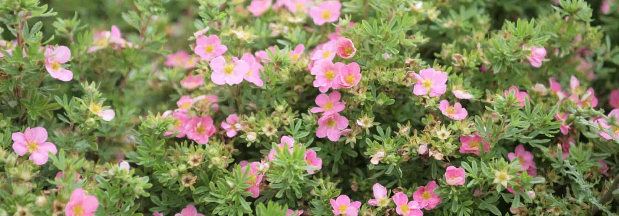 How to pair cinquefoil or potentillas?