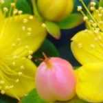 Pairing ideas with St. John's Wort