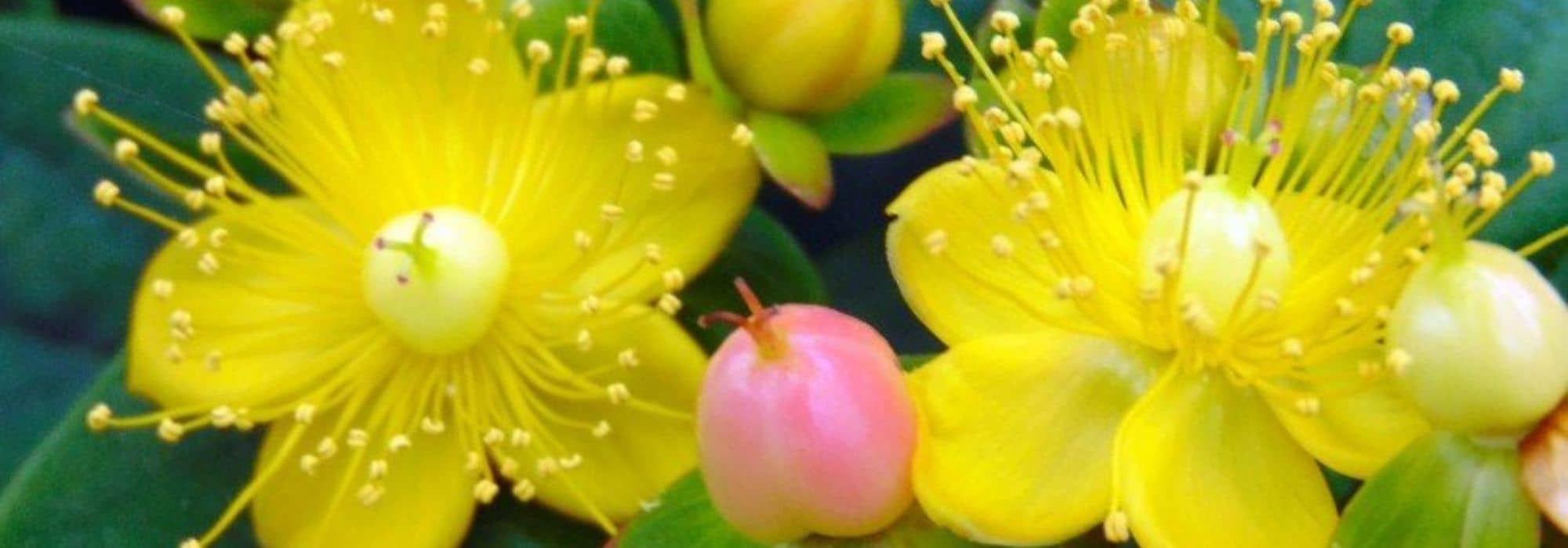 Pairing ideas with St. John's Wort