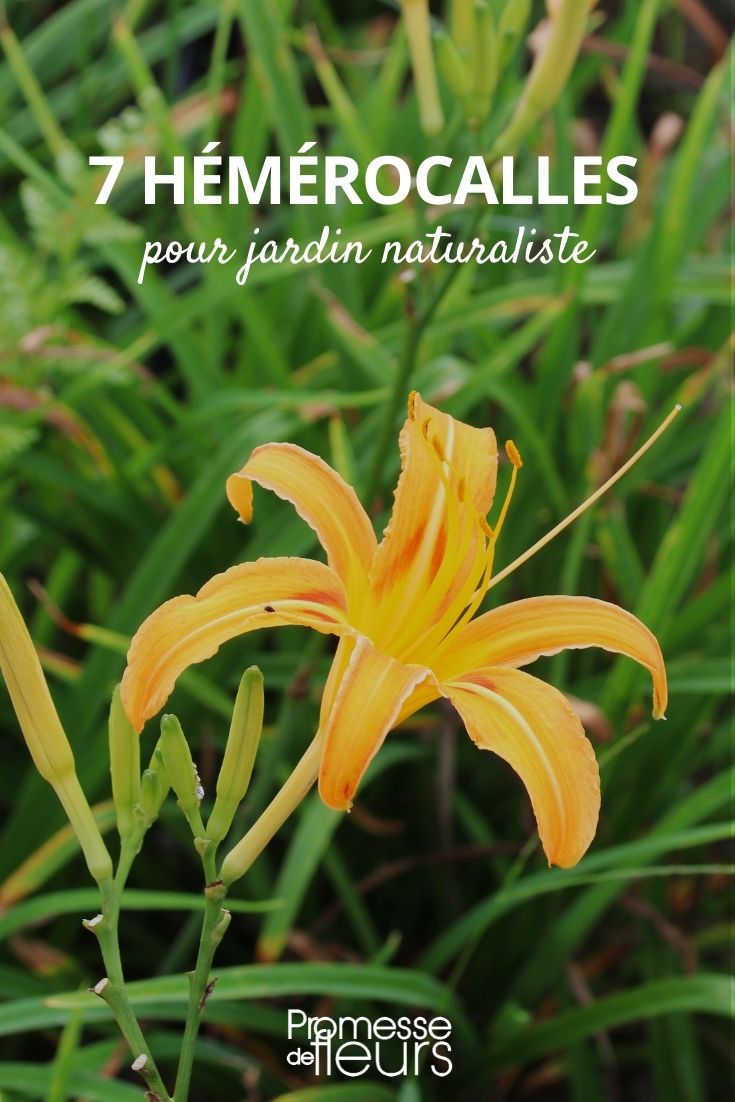 Daylily for a Naturalistic Garden