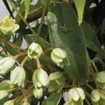Growing Holboellia in pots