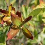 Diseases and pests of honeysuckle