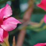 Diseases and Pests of Dipladenia