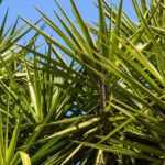 Diseases and Pests of Yucca