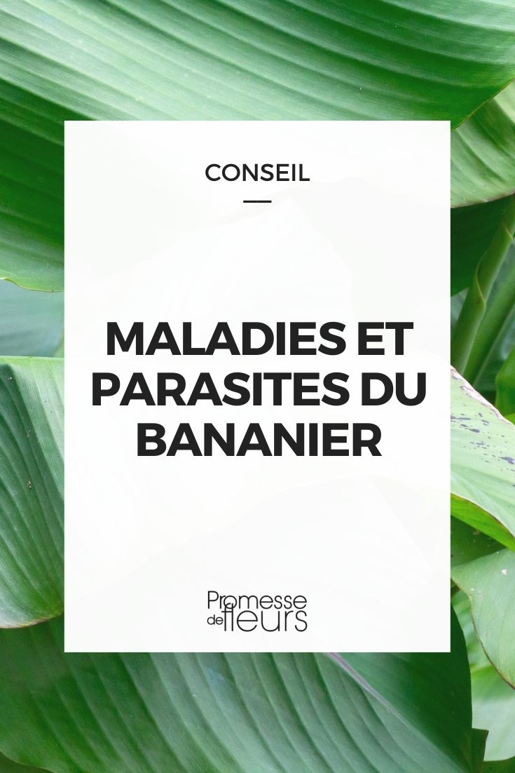 Parasitic Diseases of Banana Plants