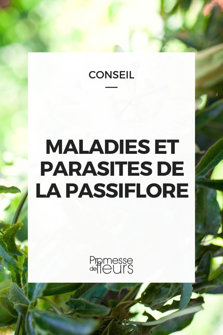 Parasitic Diseases of Passionflower