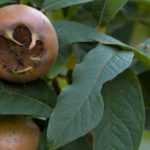 Diseases and pests of medlar trees