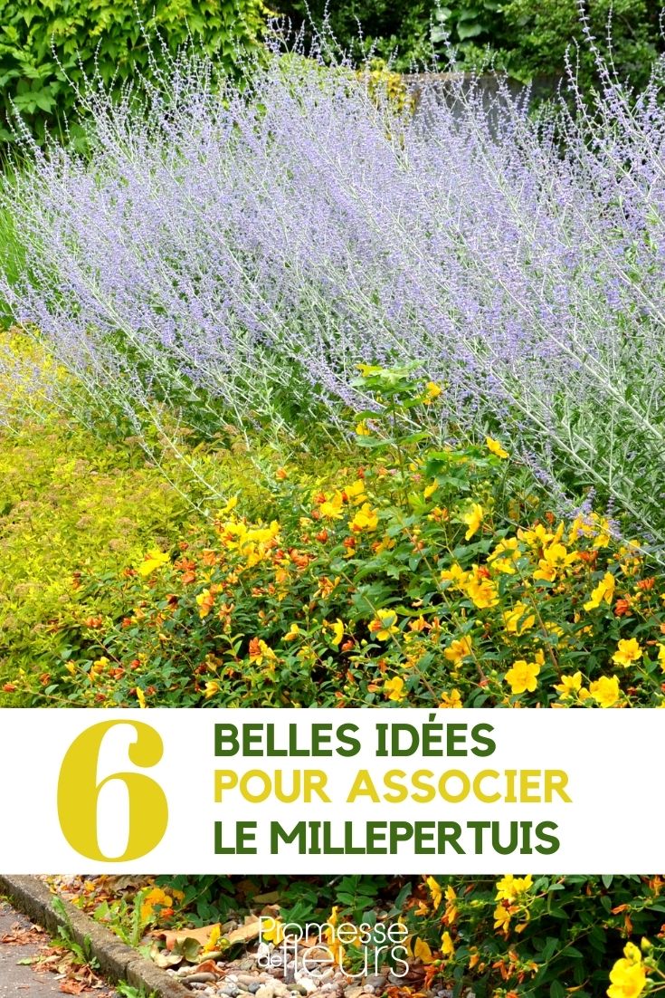 St John's Wort - Companion Planting