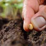 5 Ways to multiply your plants for free